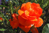 10 MIXED DOUBLE BEGONIA Tuberosa Tuberous Begonia Red Pink White Yellow Orange Shade Flower Seeds