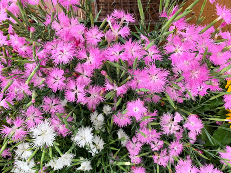 1000 FRINGED PINKS DIANTHUS Superbus White Pink Purple Flower Seeds