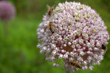 800 AMERICAN FLAG LEEK (Large Leek) Allium Porrum Vegetable Seeds