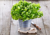 3000 OAK LEAF LETTUCE Lactuca Sativa Vegetable Seeds