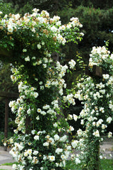 5 WHITE CLIMBING ROSE Rosa Bush Vine Climber Fragrant Butterfly Flower Seeds