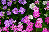 2000 Fairy DWARF MIX CANDYTUFT Iberis Umbellata Flower Seeds