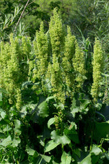 100 SHEEP SORREL Rumex Acetosella Red Field Sorrel Sour Weed Herb Flower Seeds