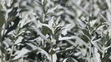 200 PRAIRIE SAGE (Wormwood / Fringed Sagebrush / Sagewort) Artemisia Ludoviciana Flower Seeds