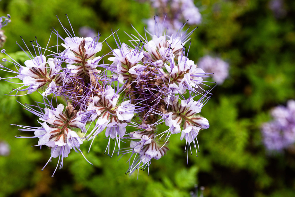 300 PURPLE TANSY Lacy Fiddleneck Phacelia Tanacetifolia Flower Seeds