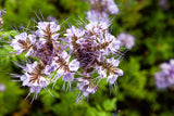 300 PURPLE TANSY Lacy Fiddleneck Phacelia Tanacetifolia Flower Seeds