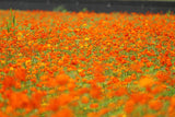 150 ORANGE SULPHUR COSMOS Klondike Sulphureus Seeds