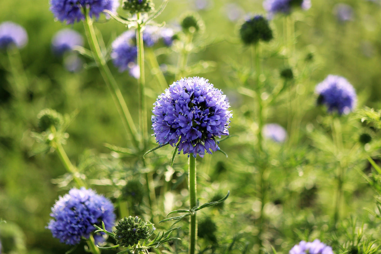 1500 GLOBE GILIA Bluehead Gilia Capitata Thimble Flower Seeds