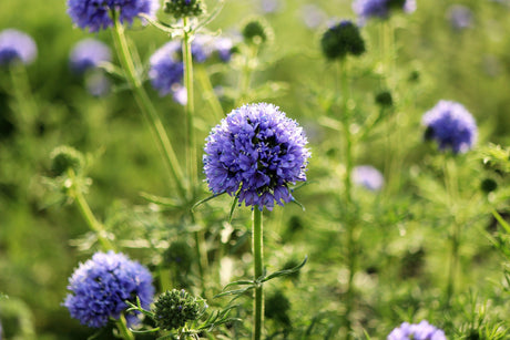 1500 GLOBE GILIA Bluehead Gilia Capitata Thimble Flower Seeds