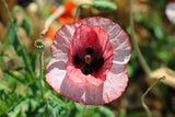 100 MOTHER Of PEARL POPPY Mix Papaver Rhoeas Shirley Flower Seeds Mixed Colors