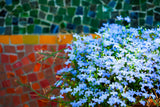 200 SKY BLUE LOBELIA Regatta Lobelia Erinus Flower Seeds