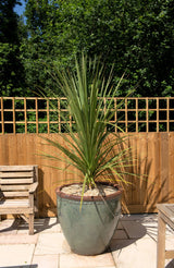 50 CABBAGE PALM / GIANT DRACAENA Australis Cordyline Tree Houseplant Seeds