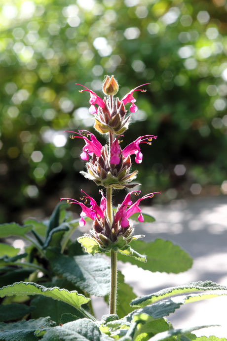 10 Organic California HUMMINGBIRD SAGE Salvia Spathacea Magenta Red Flower Herb Seeds