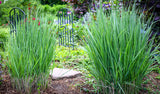 1000 SWITCHGRASS Tall Panic Switch Grass Panicum Virgatum Red Flower Seeds