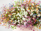 1000 White BABY'S BREATH 'Covent Garden' Gypsophila Elegans Flower Seeds