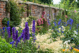 50 BLACK KNIGHT DELPHINIUM Elatum Cultorum Pacific Giant Larkspur Perennial Flower Seeds