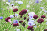 25 Black Garnet BACHELOR'S BUTTON / CORNFLOWER Centaurea Cyanus Flower Seeds