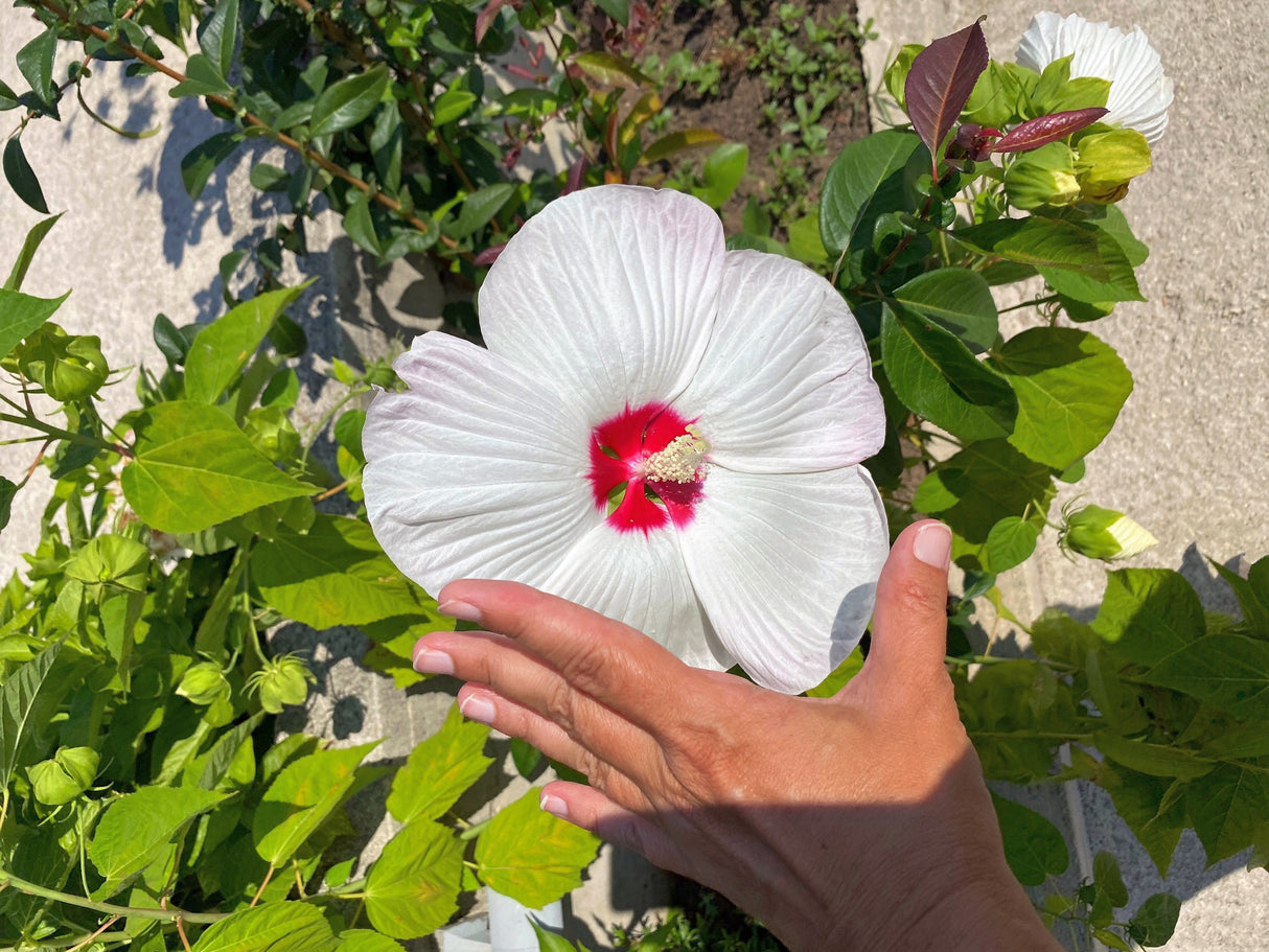 25 Luna WHITE HARDY HIBISCUS Hibiscus Moscheutos Flower Seeds