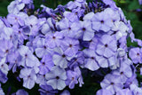 100 Mixed Colors DRUMMOND PHLOX MIX Pink, Red, White, Purple Phlox Drummondii Flower Seeds