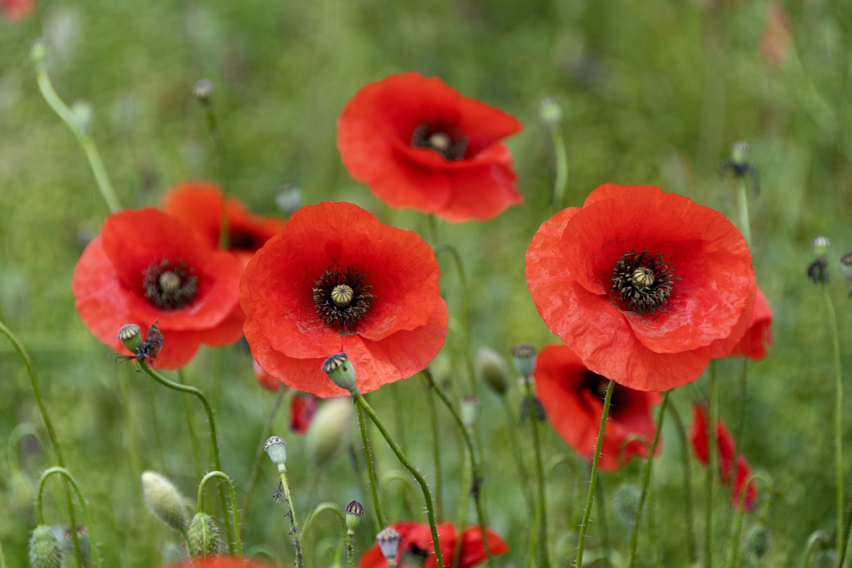 250 Red LONG POD POPPY Papaver Dubium Long Headed Blindeyes Flower Seeds