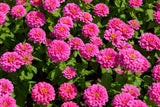 250 LUMINOSA PINK ZINNIA Elegans Flower Seeds