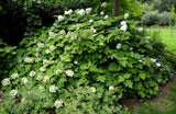 40 White OAK LEAF HYDRANGEA Quercifolia Shrub Flower Seeds