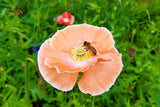 2000 MIXED Colors SHIRLEY POPPY ( aka Corn / Field / Flanders ) Papaver Rhoeas Flower Seeds