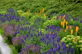 200 BLUE BOUQUET VERONICA Spicata Spike Speedwell Herb Flower Seeds
