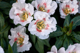 500 DOUBLE DEUCES GODETIA Grandiflora Clarkia Amoena Mixed Colors & Bicolor Flower Seeds