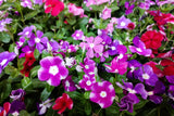100 DWARF Little MIX PERIWINKLE / Vinca Rosea Flower Seeds