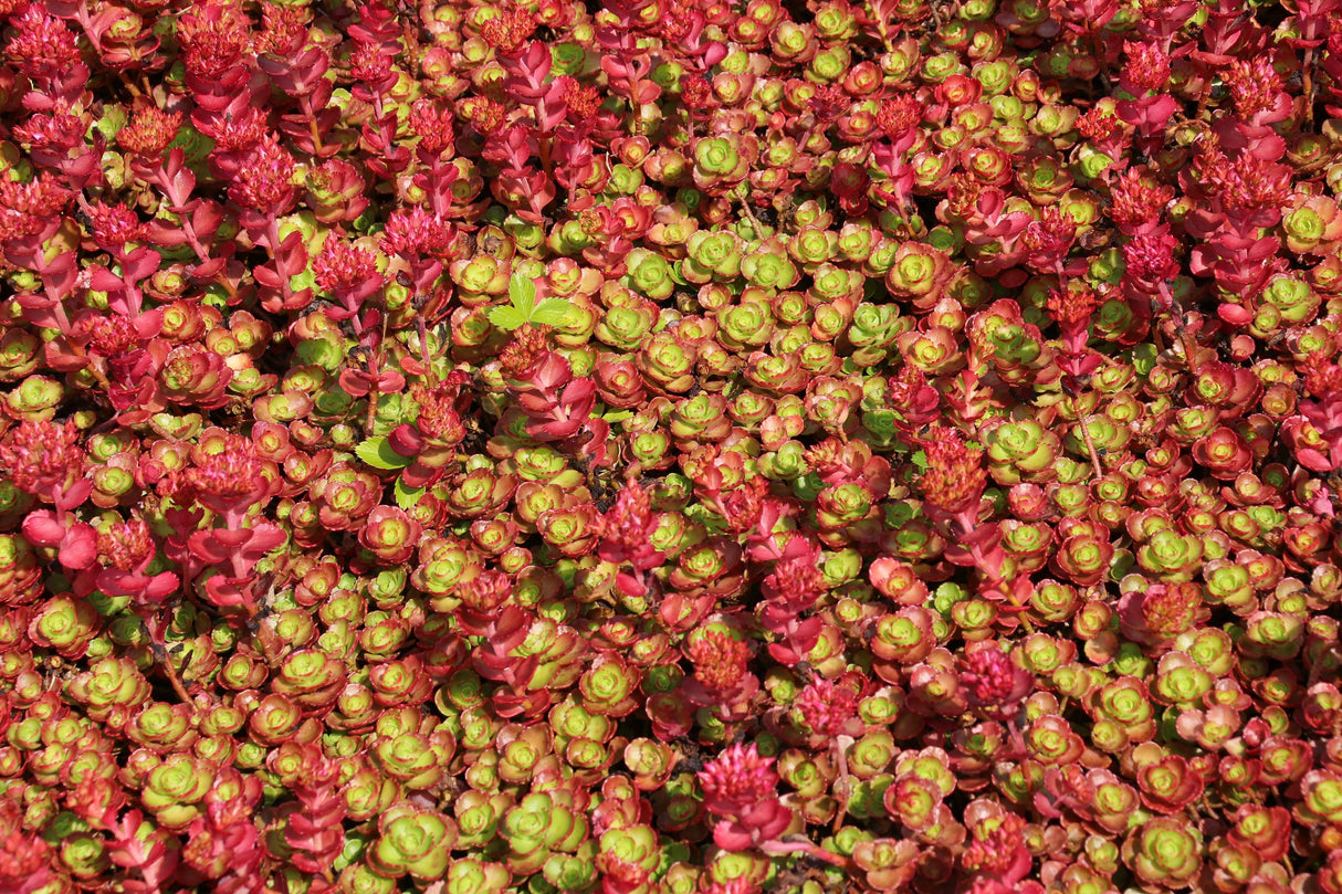 150 MIXED SEDUM Stonecrop Succulent Groundcover Red White Yellow Pink Purple Flower Seeds