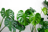 5 Organic SPLIT LEAF PHILODENDRON Monstera Deliciosa Swiss Cheese Plant Vine Seeds