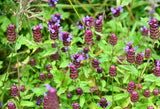 100 HEAL ALL Self Heal Prunella Vulgaris Purple Herb Flower Seeds