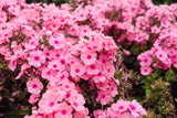 100 PINK DRUMMOND PHLOX Phlox Drummondii Flower Seeds
