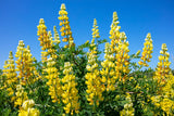 50 GOLDEN LUPINE Lupinus Densiflorus Yellow Hummingbird Flower Seeds