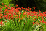10 RED LUCIFER CROCOSMIA Crocosmia Masoniorum Flower Seeds