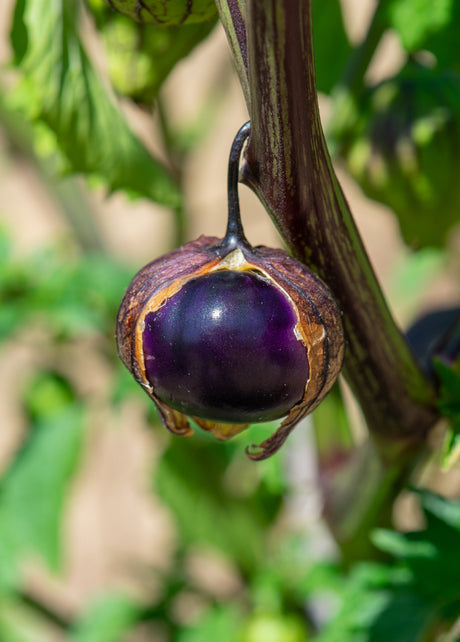50 PURPLE TOMATILLO Husk Tomato Physalis Ixocarpa Fruit Vegetable Seeds