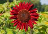 25 RED SUN SUNFLOWER Helianthus Annuus Flower Seeds