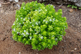 200 SPICY GLOBE BASIL Ocimum Basilicum Herb Flower Seeds