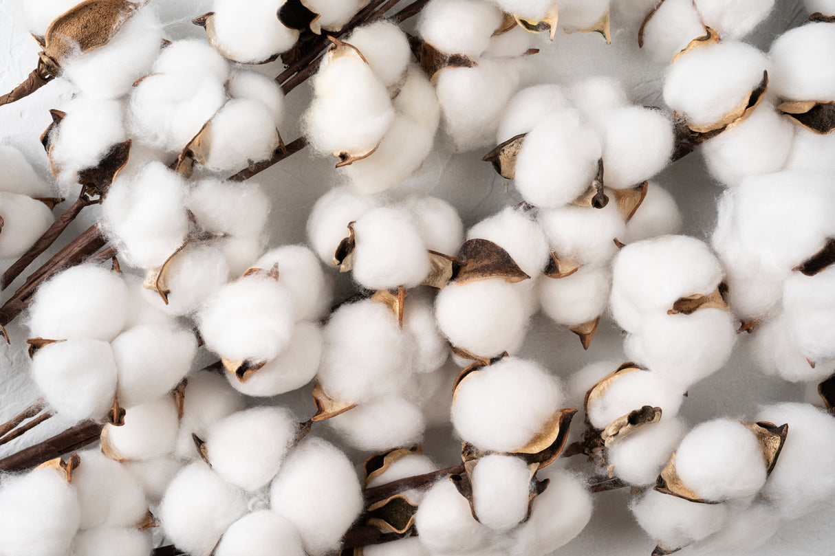 25 WHITE COTTON Gossypium Hirsutum Plant Seeds
