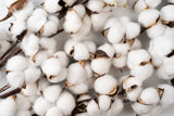 25 WHITE COTTON Gossypium Hirsutum Plant Seeds