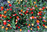 25 BOLIVIAN RAINBOW PEPPER Multi Colored Chili Capsicum Annuum Vegetable Seeds