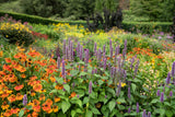 100 HELENIUM ' AUTUMN LEAVES ' Mix Helenium Autumnale Sneezeweed Mixed Colors Flower Seeds
