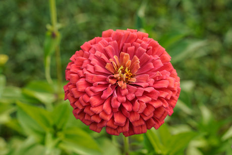 250 SALMON QUEEN ZINNIA Elegans California Giant Double Flower Seeds
