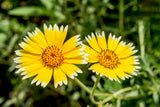 500 TIDY TIPS Layia Platyglossa Native Yellow & White Flower Seeds