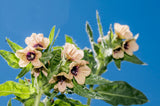 200 Black HENBANE Nightshade Hyoscyamus Niger Flower Seeds