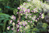5 CHINESE MEADOW RUE Pink Yunnan Thalictrum Dipterocarpum Delavayi Flower Seeds