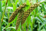 100 FOXTAIL MILLET Setaria Italica Ornamental Grass Flower Seeds