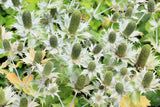 10 Giant SILVER SEA HOLLY Eryngium Giganteum Miss Willmott's Ghost Flower Seeds