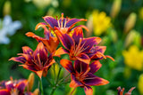 10 MIXED COLORS DAYLILY Hemerocallis Day Lily Fine Mix Red Purple Flower Seeds